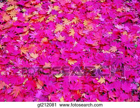 maple, fallen leaf, dead leaves, branch, maple tree, maple, leaf View Large Photo Image Stock Image - maple, fallen leaf, dead leaves, branch, maple tree, maple, leaf. Fotosearch