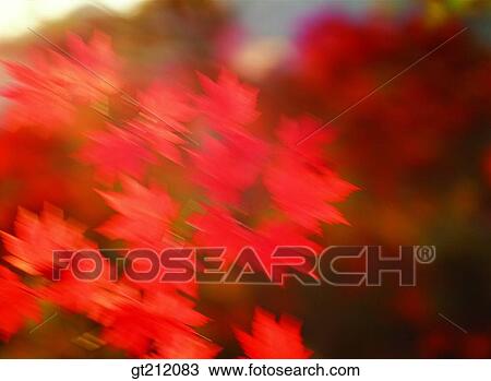 maple, fallen leaf, dead leaves, branch, maple tree, maple, leaf View Large Photo Image Stock Image - maple, fallen leaf, dead leaves, branch, maple tree, maple, leaf. Fotosearch