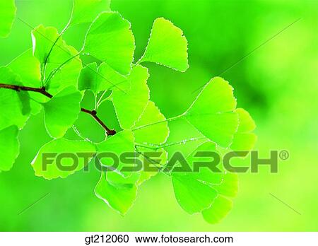 spring, leaf, leaves, branch, green, sprout, bud View Large Photo Image Stock Image - spring, leaf, leaves, branch, green, sprout, bud. Fotosearch