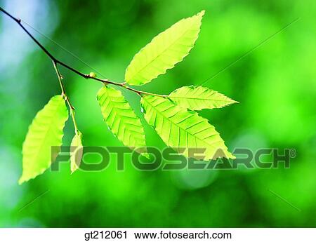 spring, leaf, leaves, branch, green, sprout, bud View Large Photo Image Stock Image - spring, leaf, leaves, branch, green, sprout, bud. Fotosearch