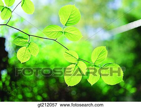 spring, leaf, leaves, branch, nature, natural image, outdoor View Large Photo Image Stock Photo - spring, leaf, leaves, branch, nature, natural image, outdoor. Fotosearch