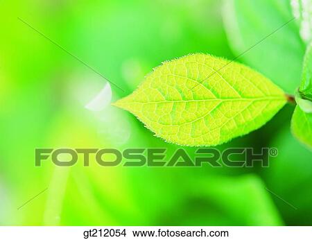 spring, leaf, leaves, branch, sprout, bud, sprout View Large Photo Image Picture - spring, leaf, leaves, branch, sprout, bud, sprout. Fotosearch