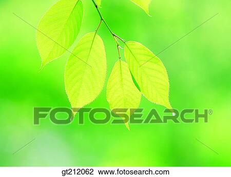 spring, leaf, leaves, branch, sprout, bud, sprout View Large Photo Image Stock Image - spring, leaf, leaves, branch, sprout, bud, sprout. Fotosearch