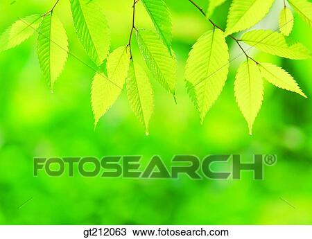 spring, leaf, leaves, branch, sprout, bud, sprout View Large Photo Image Stock Image - spring, leaf, leaves, branch, sprout, bud, sprout. Fotosearch