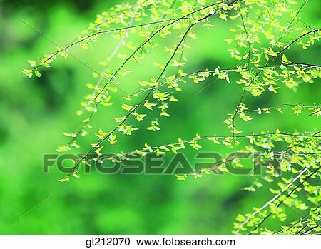 spring, leaf, leaves, branch, sprout, bud, sprout View Large Photo Image Stock Image - spring, leaf, leaves, branch, sprout, bud, sprout. Fotosearch