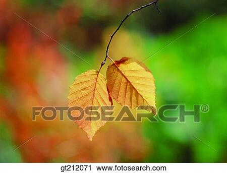 spring, leaf, leaves, branch, sprout, bud, sprout View Large Photo Image Stock Image - spring, leaf, leaves, branch, sprout, bud, sprout. Fotosearch