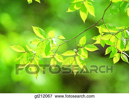 spring, leaf, leaves, branch, sprout, bud, sprout View Large Photo Image Stock Photo - spring, leaf, leaves, branch, sprout, bud, sprout. Fotosearch