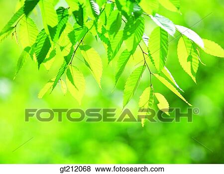 spring, leaf, leaves, branch, sprout, bud, sprout View Large Photo Image Stock Photo - spring, leaf, leaves, branch, sprout, bud, sprout. Fotosearch