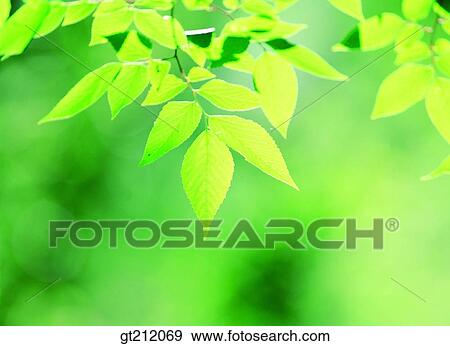 spring, leaf, leaves, branch, sprout, bud, sprout View Large Photo Image Stock Photo - spring, leaf, leaves, branch, sprout, bud, sprout. Fotosearch