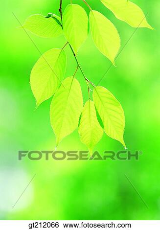 spring, leaf, leaves, branch, sprout, bud, sprout View Large Photo Image Stock Photograph - spring, leaf, leaves, branch, sprout, bud, sprout. Fotosearch