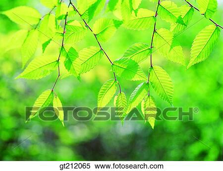 spring, leaf, leaves, branch, sprout, bud, sprout View Large Photo Image Stock Photography - spring, leaf, leaves, branch, sprout, bud, sprout. Fotosearch