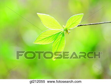Stock Photography - spring, leaf, leaves, nature, natural image, outdoor, exterior. Fotosearch