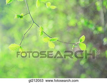 spring, leaf, leaves, young, nature, natural image, outdoor View Large Photo Image Stock Image - spring, leaf, leaves, young, nature, natural image, outdoor. Fotosearch