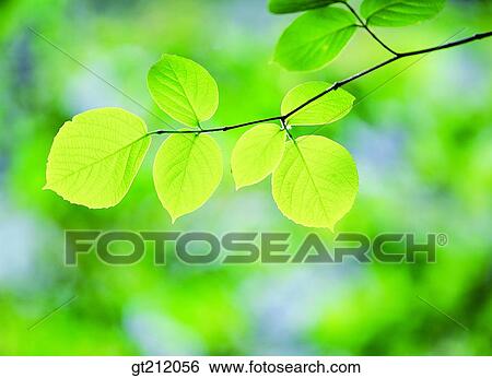 Stock Photograph - spring, leaf, leaves, young sprout, bud, sprout, shoot. Fotosearch