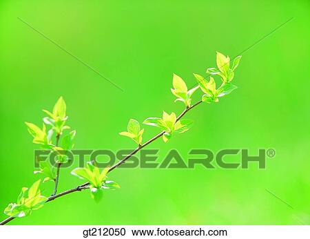 spring, sprout, bud, sprout, shoot, branch, verdant View Large Photo Image Stock Image - spring, sprout, bud, sprout, shoot, branch, verdant. Fotosearch