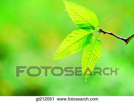 spring, sprout, bud, sprout, shoot, branch, verdant View Large Photo Image Stock Image - spring, sprout, bud, sprout, shoot, branch, verdant. Fotosearch