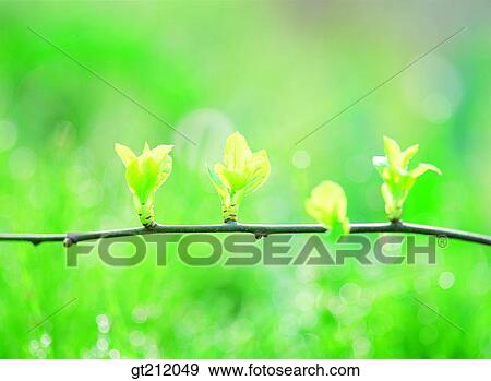 spring, sprout, bud, sprout, shoot, branch, verdant View Large Photo Image Stock Photo - spring, sprout, bud, sprout, shoot, branch, verdant. Fotosearch