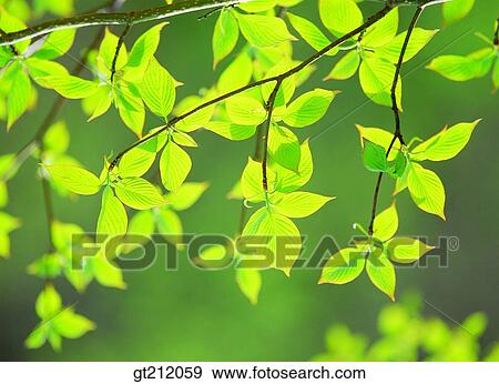 Springtree 分支 綠色 新芽 蓓蕾 新芽 射擊影像 Gt2159 Fotosearch