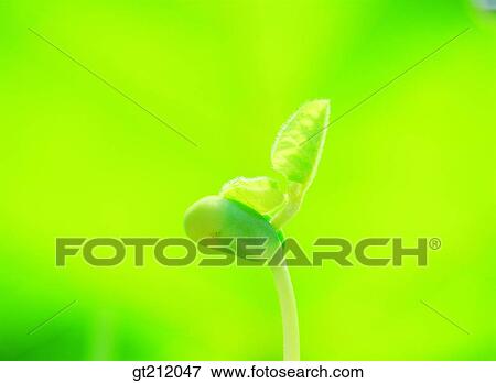 sprout, bud, sprout, shoot, bean, nature, natural image View Large Photo Image Stock Photo - sprout, bud, sprout, shoot, bean, nature, natural image. Fotosearch