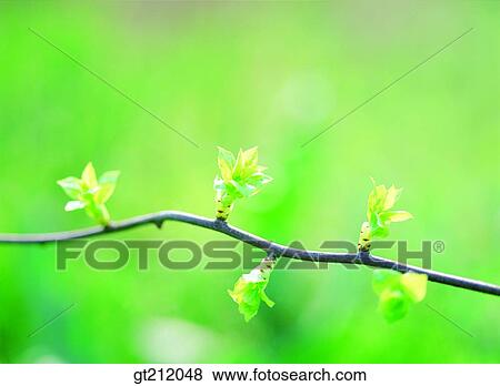 sprout, bud, sprout, shoot, bean, nature, natural image View Large Photo Image Stock Photo - sprout, bud, sprout, shoot, bean, nature, natural image. Fotosearch