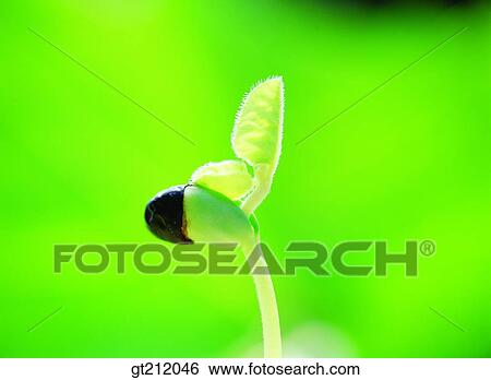 Stock Photograph - sprout, bud, sprout, shoot, bean, nature, natural image. Fotosearch