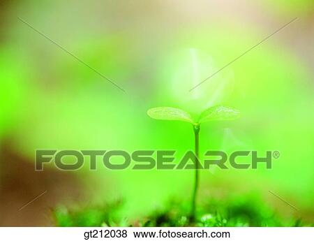 Stock Photo - sprout, bud, sprout, shoot, earth, soil, nature. Fotosearch
