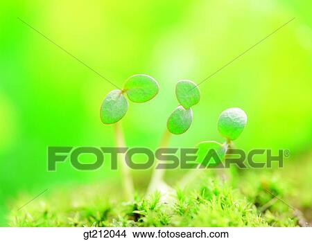 sprout, bud, sprout, shoot, grass, grass, meadow View Large Photo Image Picture - sprout, bud, sprout, shoot, grass, grass, meadow. Fotosearch