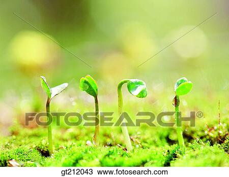 sprout, bud, sprout, shoot, grass, nature, natural image View Large Photo Image Stock Image - sprout, bud, sprout, shoot, grass, nature, natural image. Fotosearch