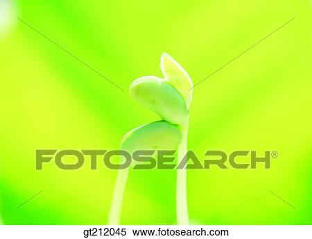 Stock Photography - sprout, bud, sprout, shoot, grass, grass, meadow. Fotosearch