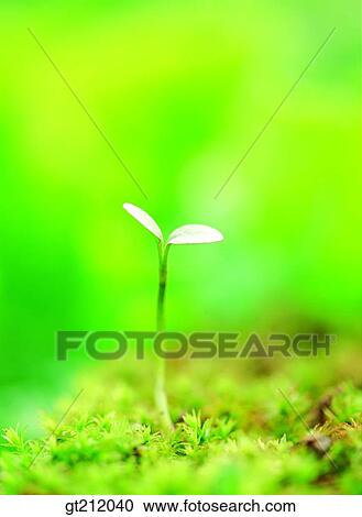 Stock Image - sprout, bud, sprout, shoot, nature, natural image, outdoor. Fotosearch