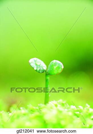 Stock Image - sprout, bud, sprout, shoot, nature, natural image, outdoor. Fotosearch