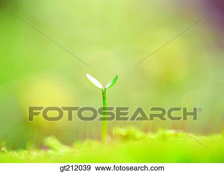 sprout, bud, sprout, shoot, nature, natural image, outdoor View Large Photo Image Stock Photo - sprout, bud, sprout, shoot, nature, natural image, outdoor. Fotosearch