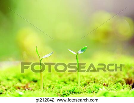 sprout, bud, sprout, shoot, waterdrop, grass, nature View Large Photo Image Stock Image - sprout, bud, sprout, shoot, waterdrop, grass, nature. Fotosearch