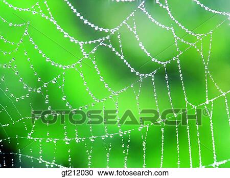 Stock Image - waterdrop, barley farm, barley, dew, nature, natural image, outdoor. Fotosearch
