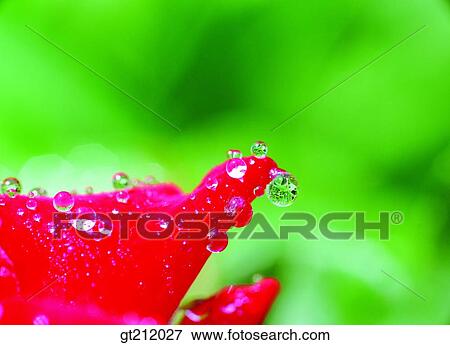 waterdrop, flower, raindrop, dew, dewdrop, nature, natural image View Large Photo Image Stock Photo - waterdrop, flower, raindrop, dew, dewdrop, nature, natural image. Fotosearch