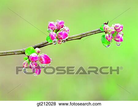 waterdrop, flower, raindrop, dew, dewdrop, nature, natural image View Large Photo Image Stock Photo - waterdrop, flower, raindrop, dew, dewdrop, nature, natural image. Fotosearch