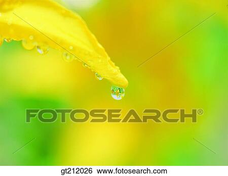 waterdrop, grass, meadow, dew, nature, natural image, outdoor View Large Photo Image Stock Photograph - waterdrop, grass, meadow, dew, nature, natural image, outdoor. Fotosearch