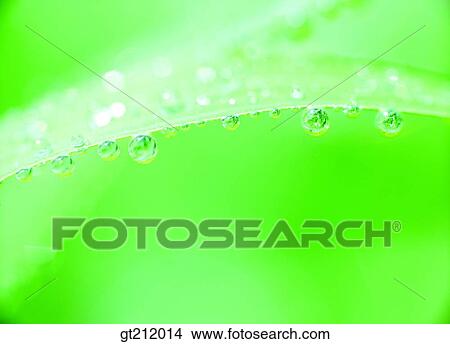 waterdrop, grass, meadow, dew, raindrop, transparency, pellucidity View Large Photo Image Picture - waterdrop, grass, meadow, dew, raindrop, transparency, pellucidity. Fotosearch