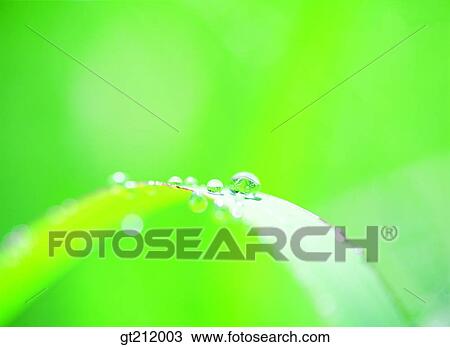 waterdrop, grass, meadow, dew, raindrop, nature, natural image View Large Photo Image Stock Image - waterdrop, grass, meadow, dew, raindrop, nature, natural image. Fotosearch