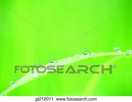 Stock Image - waterdrop, grass, meadow, dew, raindrop, transparency, pellucidity. Fotosearch