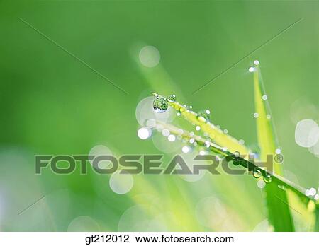 Stock Image - waterdrop, grass, meadow, dew, transparency, pellucidity, nature. Fotosearch