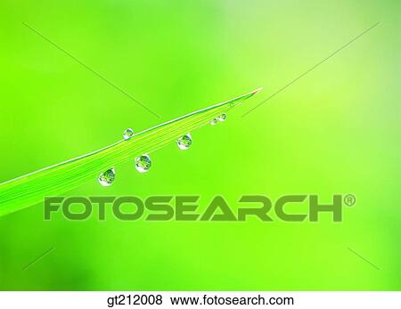 Stock Photo - waterdrop, grass, meadow, dew, raindrop, transparency, pellucidity. Fotosearch