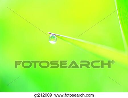 waterdrop, grass, meadow, dew, raindrop, nature, natural image View Large Photo Image Stock Photo - waterdrop, grass, meadow, dew, raindrop, nature, natural image. Fotosearch
