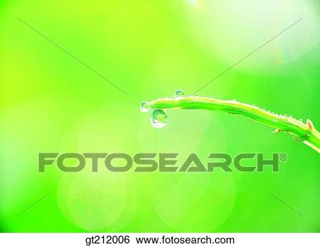 waterdrop, grass, meadow, dew, raindrop, nature, natural image View Large Photo Image Stock Photograph - waterdrop, grass, meadow, dew, raindrop, nature, natural image. Fotosearch