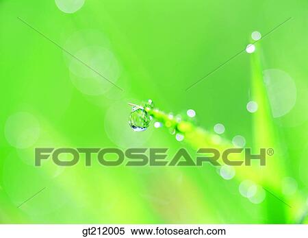waterdrop, grass, meadow, dew, raindrop, nature, natural image View Large Photo Image Stock Photography - waterdrop, grass, meadow, dew, raindrop, nature, natural image. Fotosearch