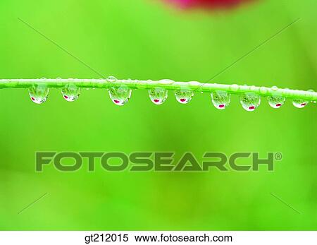 Stock Photography - waterdrop, grass, meadow, dew, raindrop, nature, natural image. Fotosearch