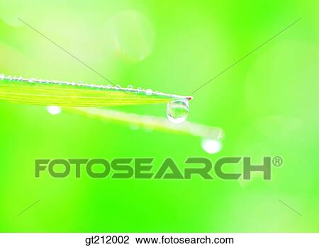 waterdrop, grass, meadow, nature, natural image, outdoor, exterior View Large Photo Image Stock Image - waterdrop, grass, meadow, nature, natural image, outdoor, exterior. Fotosearch