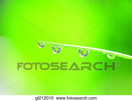 waterdrop, grass, meadow, raindrop, nature, natural image, outdoor View Large Photo Image Stock Image - waterdrop, grass, meadow, raindrop, nature, natural image, outdoor. Fotosearch