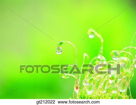 Stock Image - waterdrop, grass, meadow, trunk, stem, dew, pine. Fotosearch