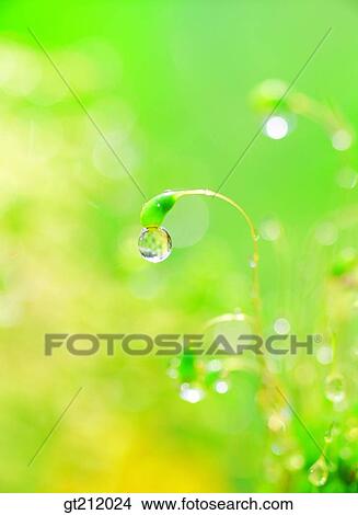 Picture - waterdrop, grass, meadowtrunk, stem, raindrop, dew, dewdrop. Fotosearch